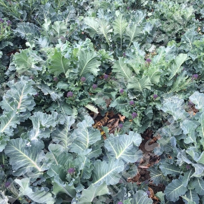 Picture of Sprouting Broccoli Purple Heart (Formally Tz4046)